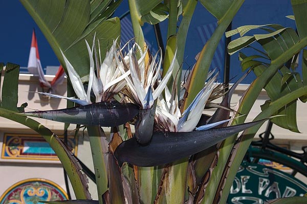 Strelitzia Nicolai